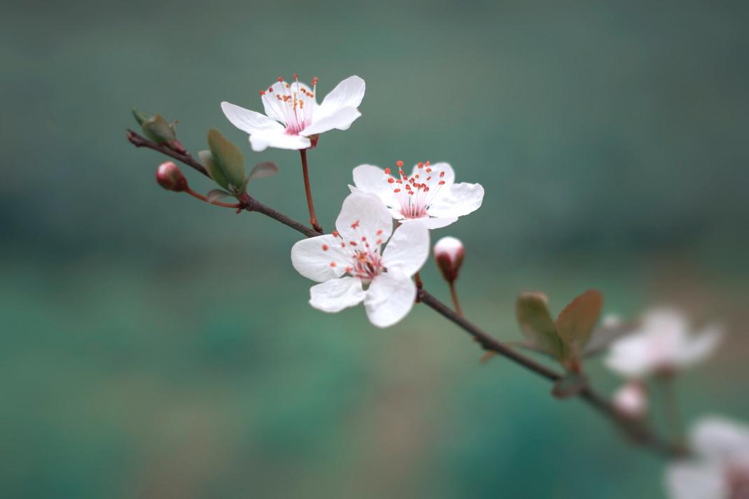 white cherry blossom in bloom during daytime